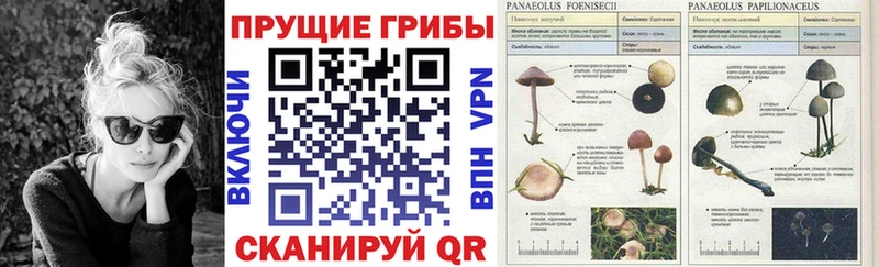 где можно купить   Нестеровская  Галлюциногенные грибы Psilocybe 